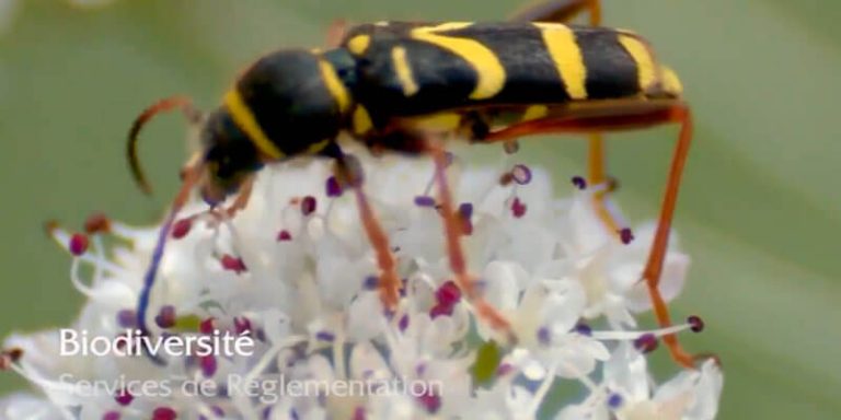 Locución publicitaria