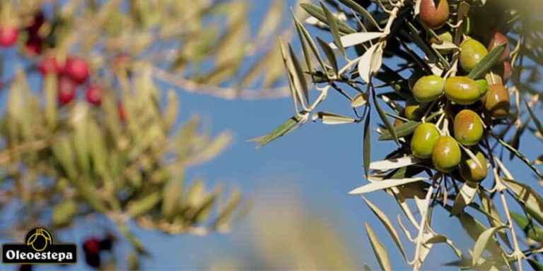 Locución Oleoestepa