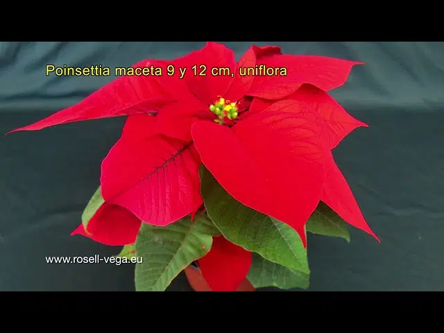 PONCESTIA CHINO, Miniatura